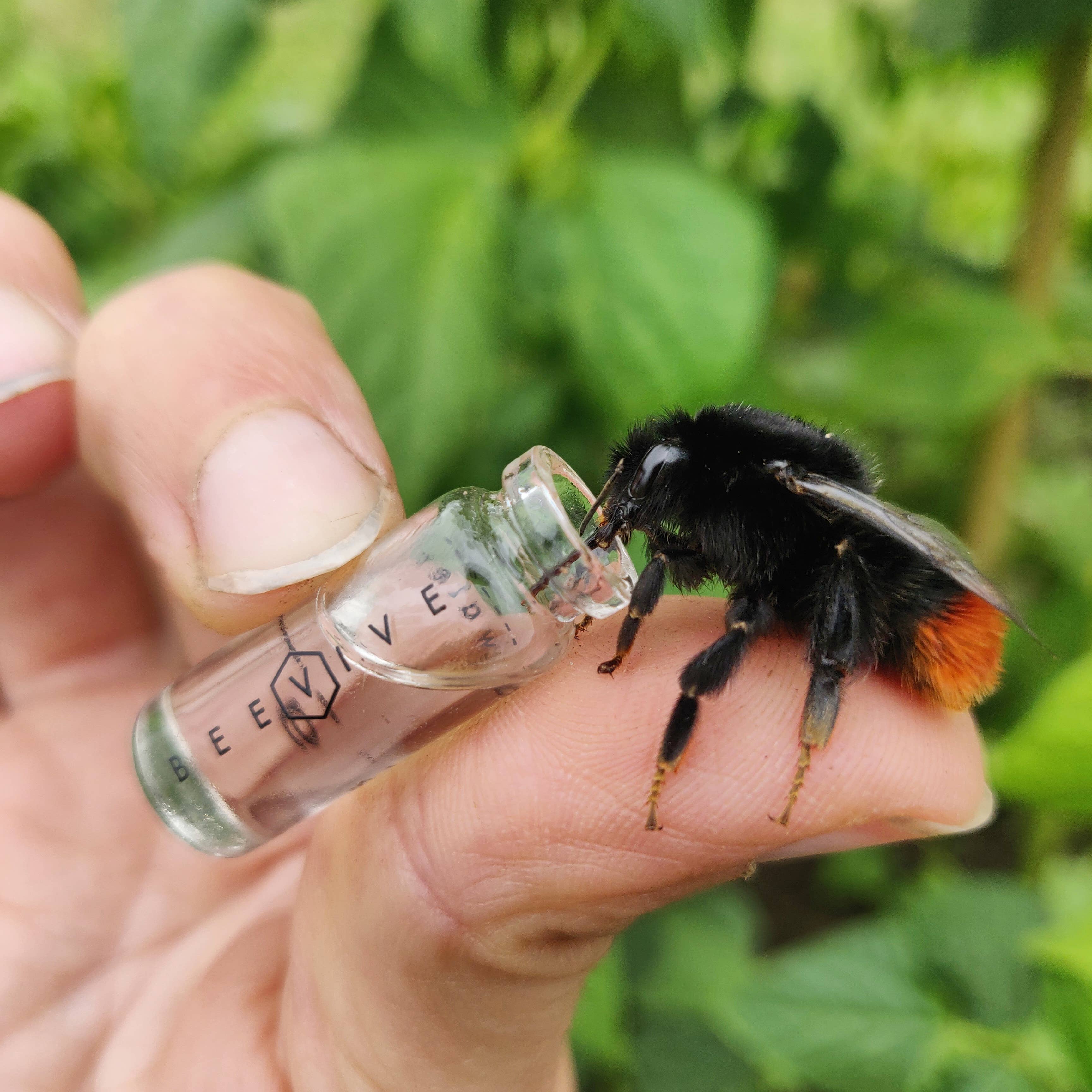 The Original Bee Revival Kit with Bee ID Tag 🐝