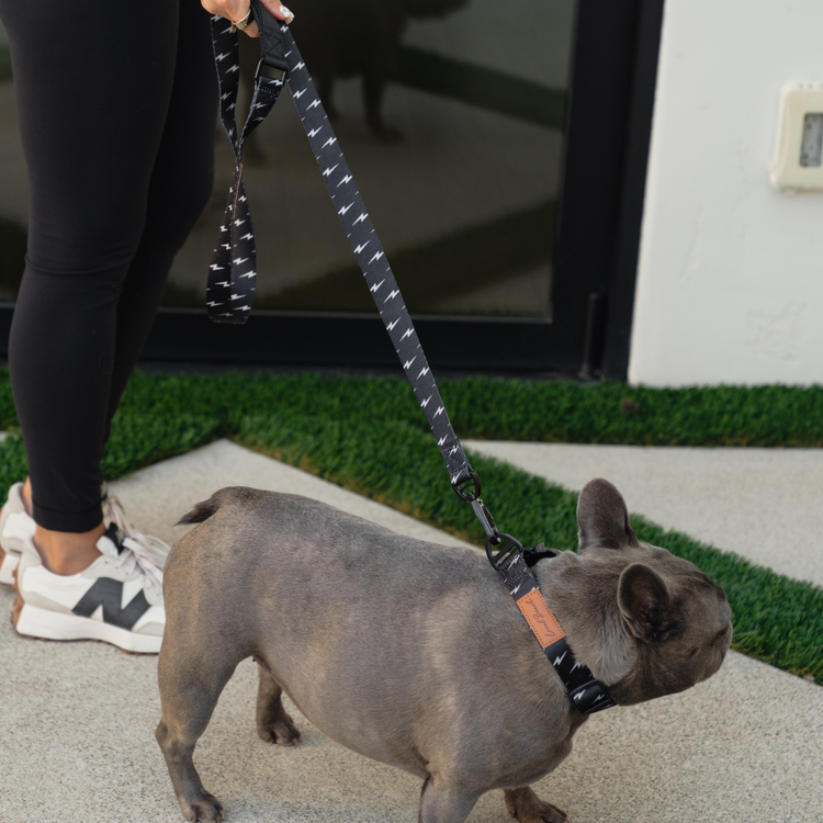 Local Beach Lightning Bolt 5ft Dog Leash Black