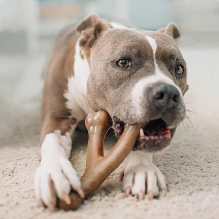Benebone Wishbone Bacon Flavor