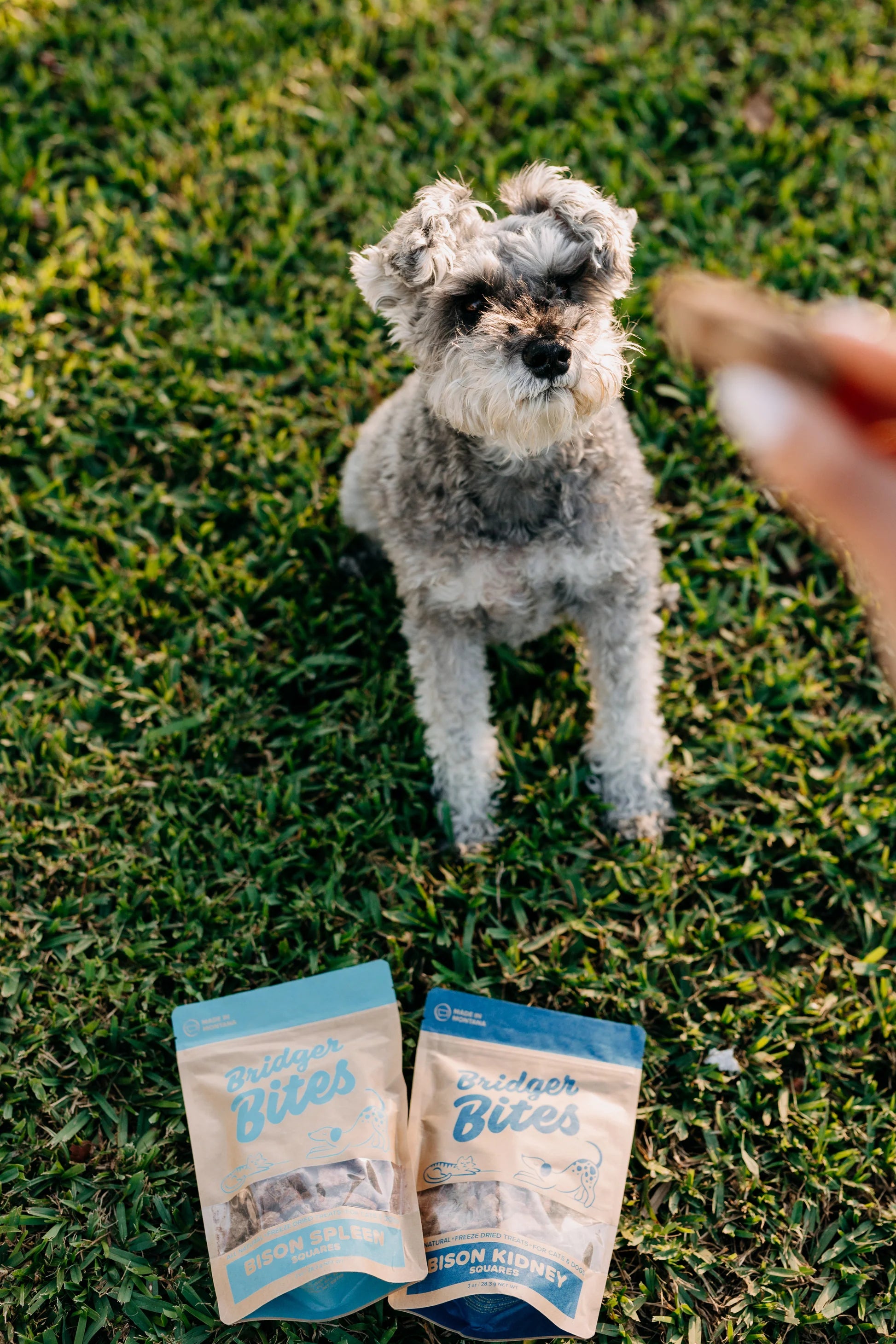 Bridger Bites Freeze-Dried Bison Kidney Treats – 3 oz