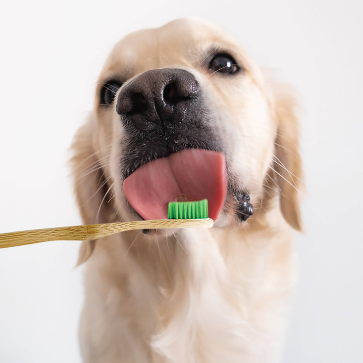 Organic Dental Solutions Bamboo Toothbrush for Dogs
