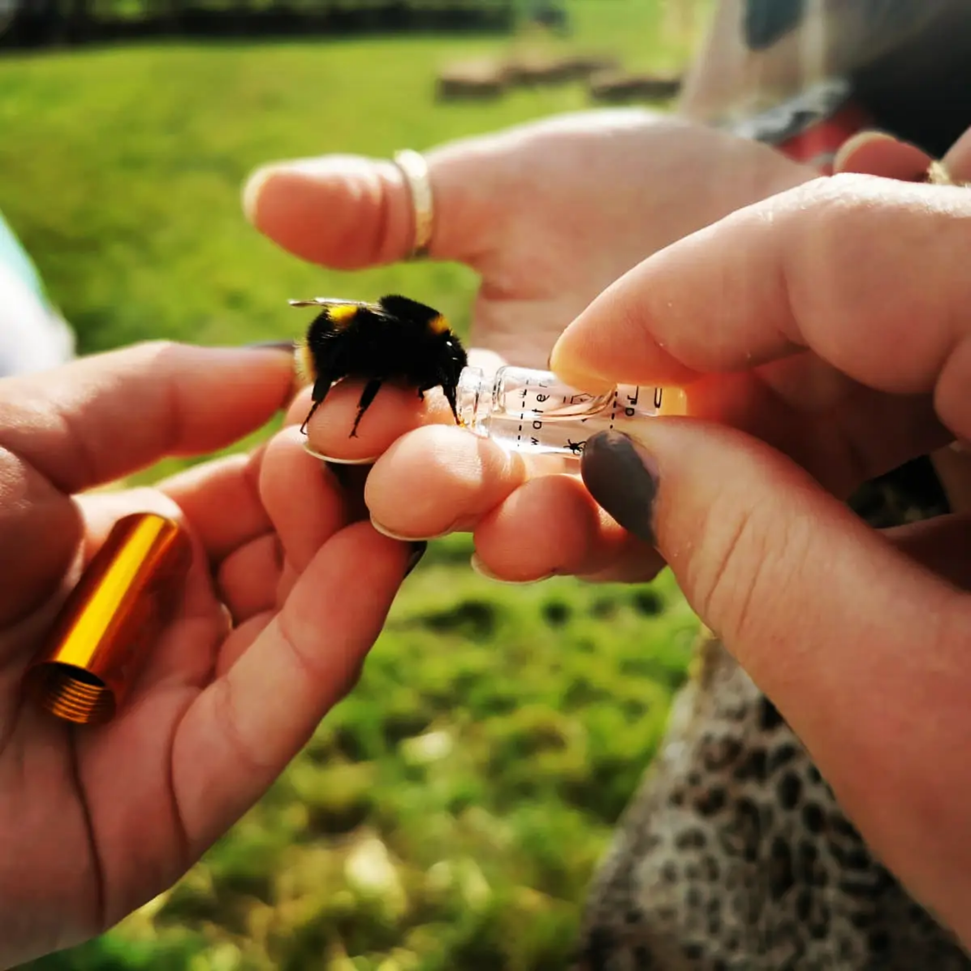 The Original Bee Revival Kit with Bee ID Tag 🐝