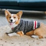 Chilly Dog Boyfriend Dog Sweater
