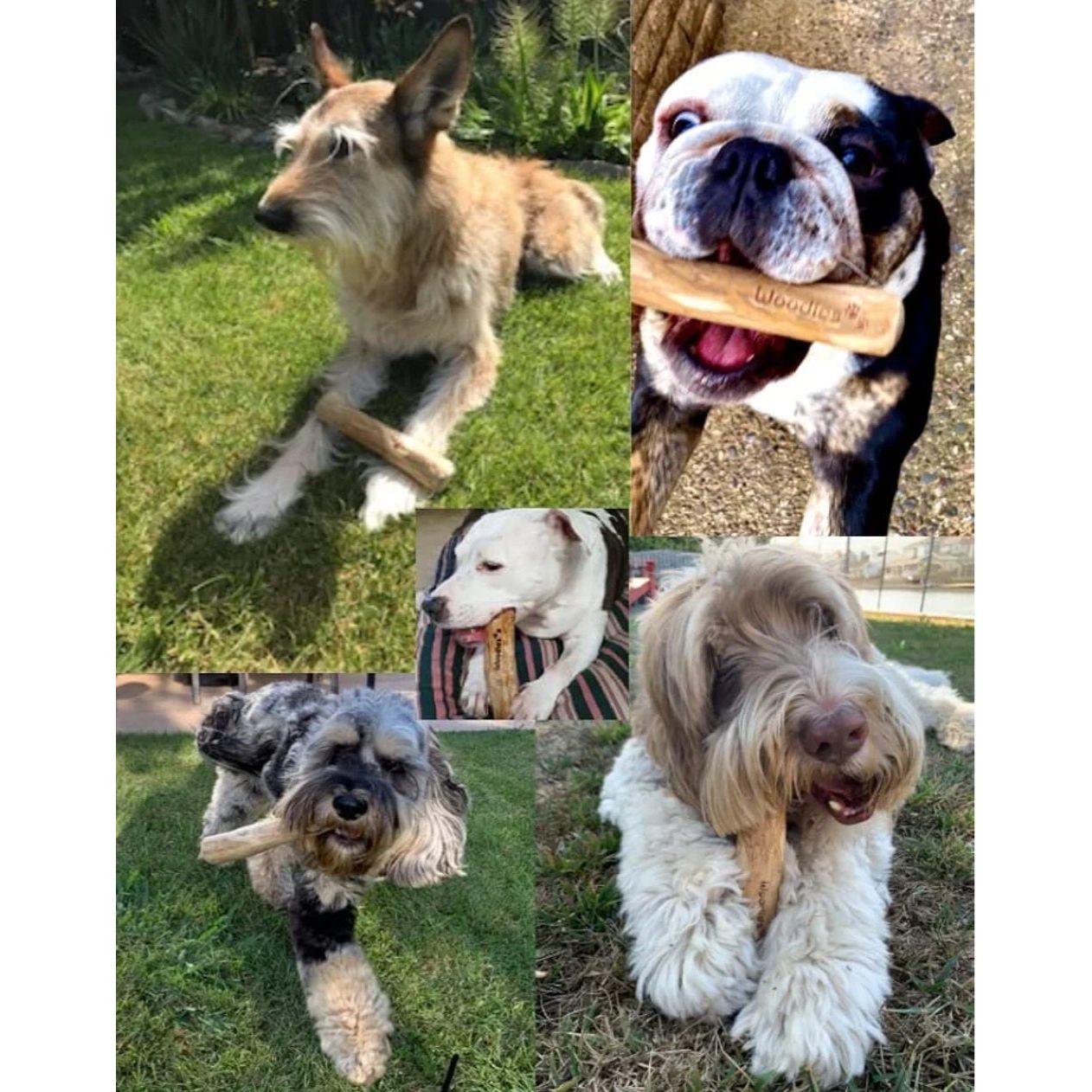 Woodies Coffee Wood Dog Chew – 100% Natural & Long-Lasting