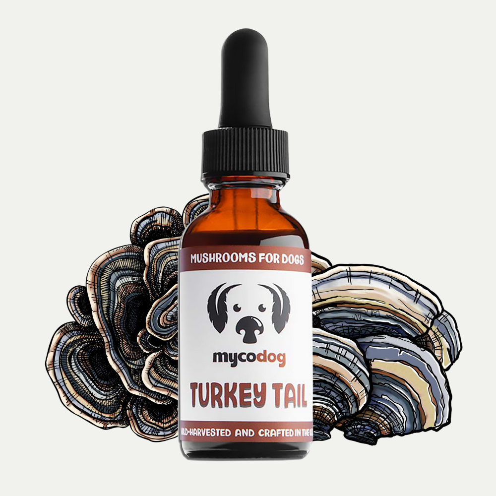 Turkey Tail Mushroom Tincture for Dogs | Immune Support