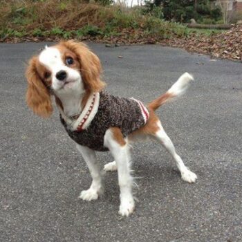 Chilly Dog Boyfriend Dog Sweater