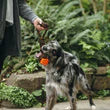 P.L.A.Y. Tug Ball Rope Toy – Durable, Eco-Friendly Tug & Fetch Dog Toy