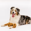 P.L.A.Y. Cookies n' Treats - Dog Toy