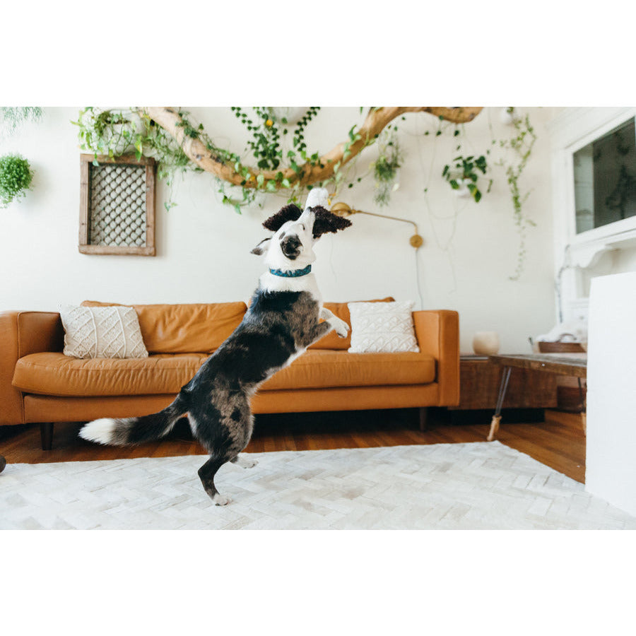 Fetching Flock Collection