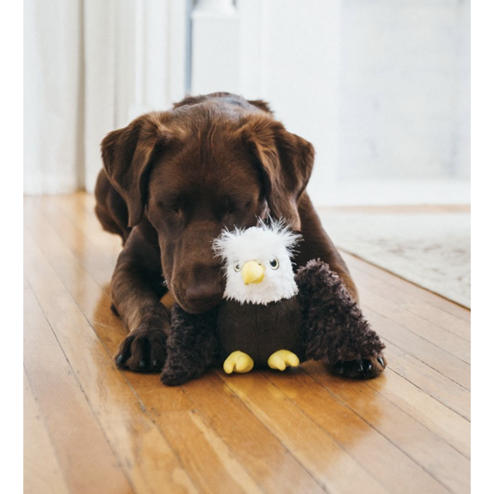 Fetching Flock Collection