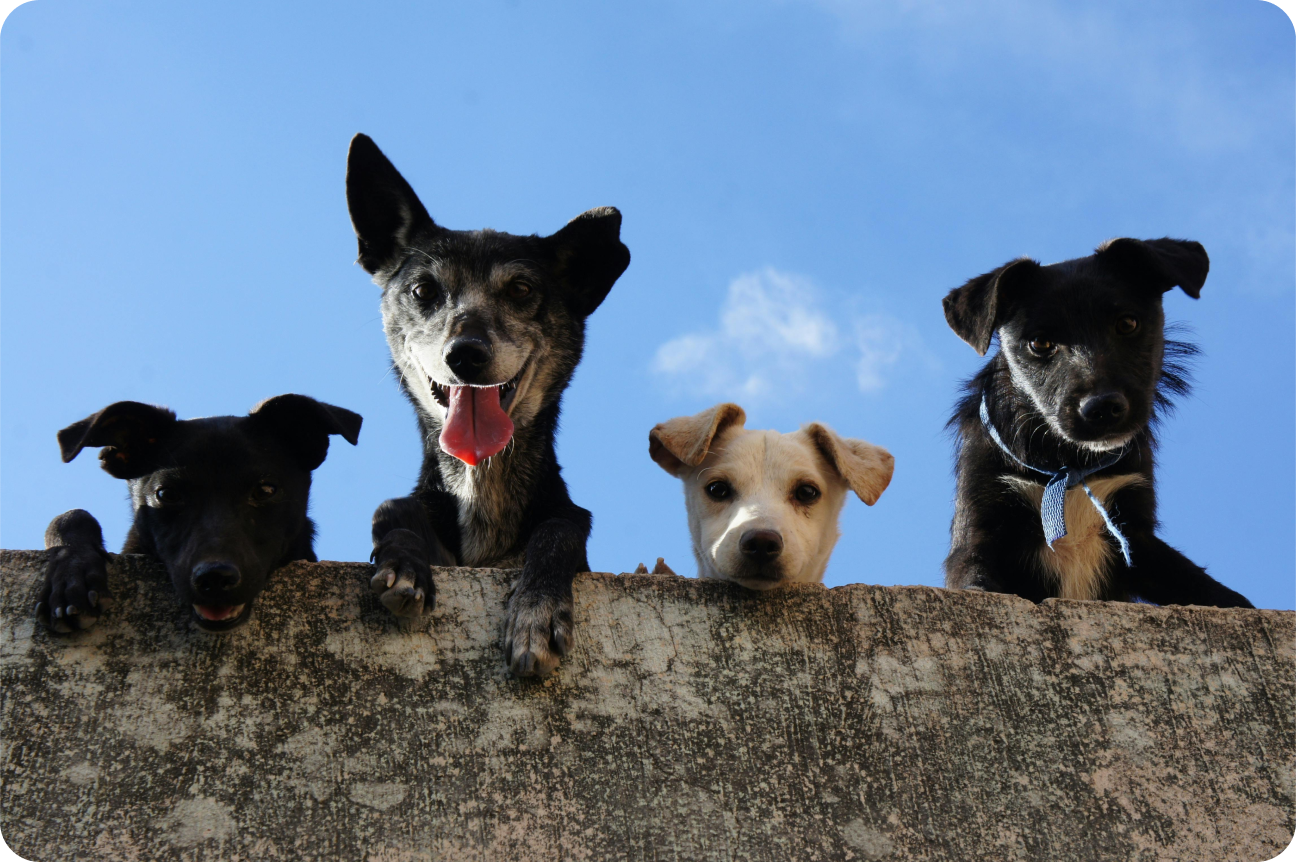 The Heartworm Scam: Why You’re Poisoning Your Pet for No Reason