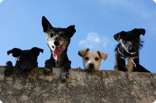 The Heartworm Scam: Why You’re Poisoning Your Pet for No Reason