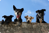 The Heartworm Scam: Why You’re Poisoning Your Pet for No Reason