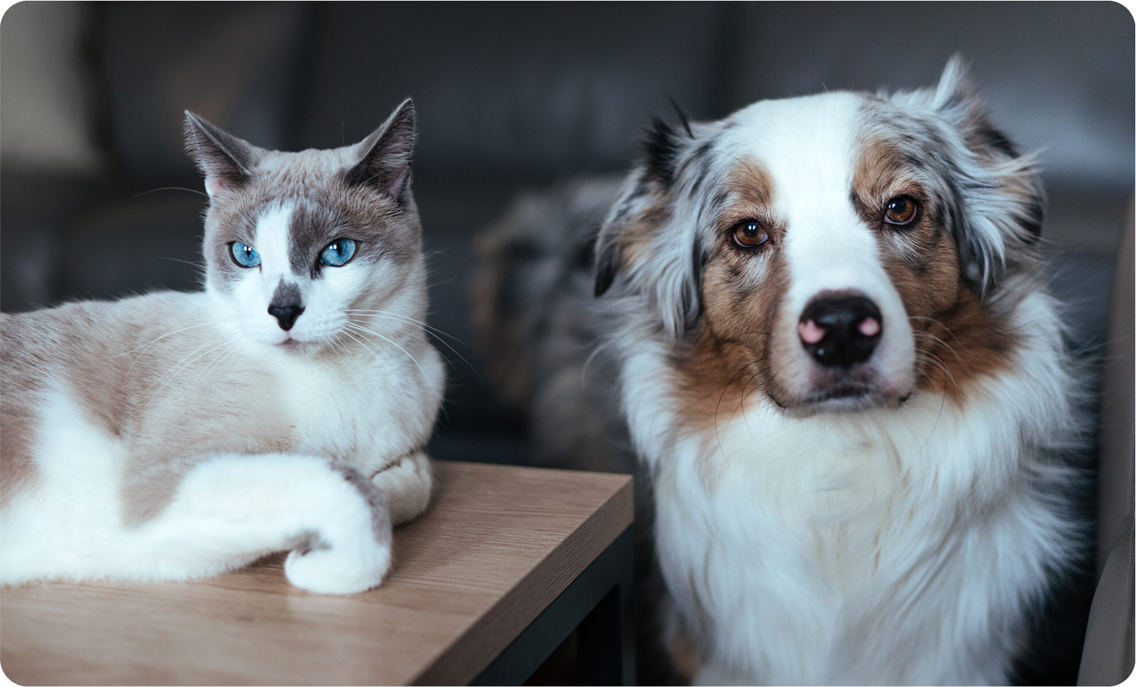 The Power of Sea-Derived Minerals for Pets