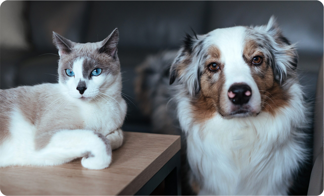 The Power of Sea-Derived Minerals for Pets