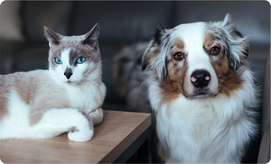 The Power of Sea-Derived Minerals for Pets