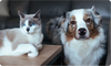 The Power of Sea-Derived Minerals for Pets