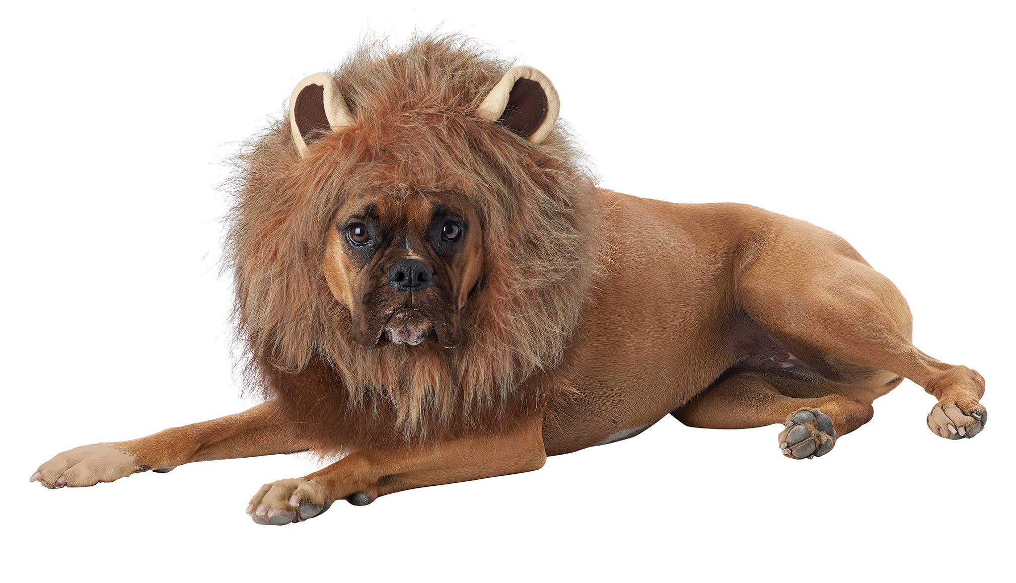 King Of The Jungle