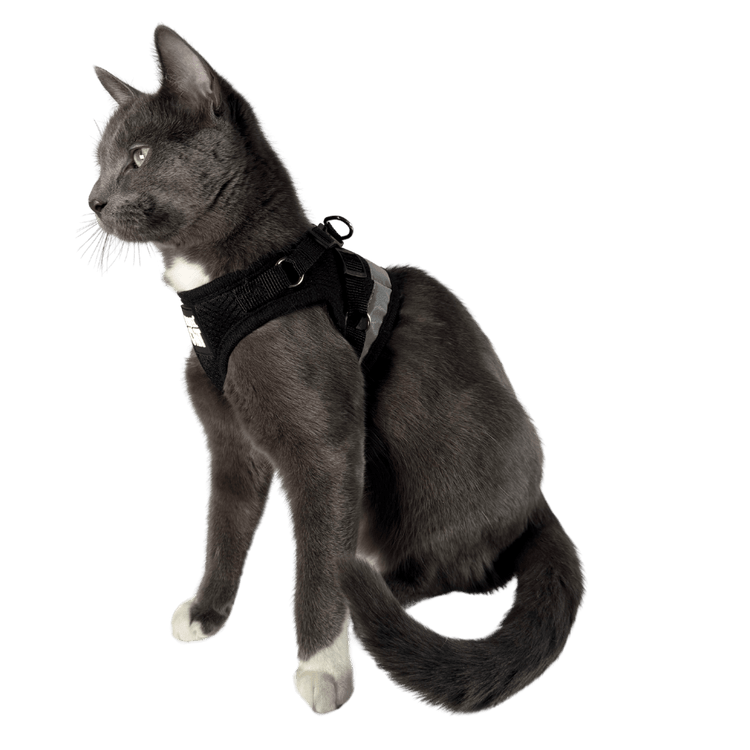 "The True Adventurer" Reflective Cat & Kitten Harness and Leash