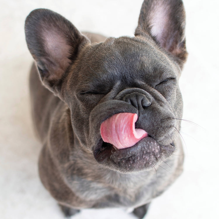 Tooth Gel for Dogs - Organic Dental Solutions®