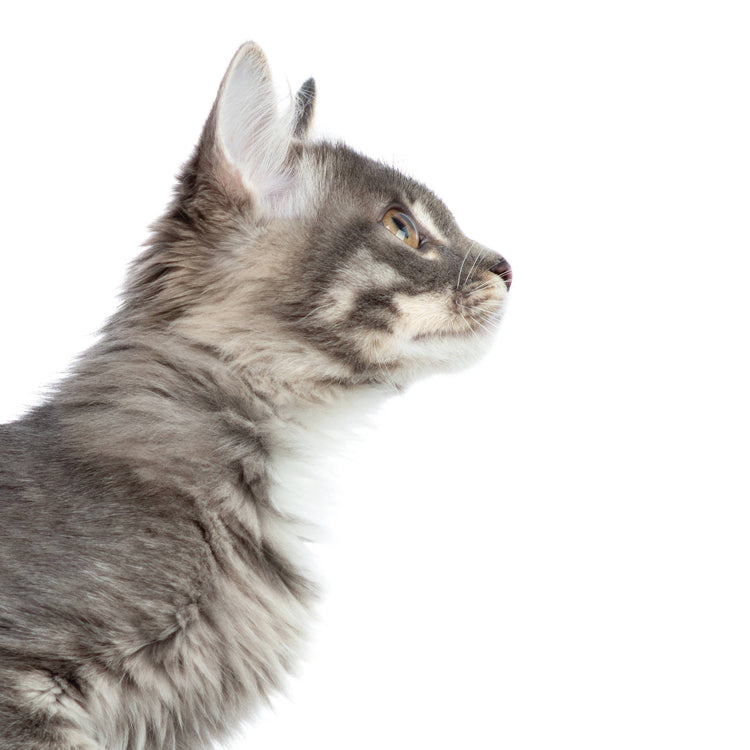 Waterless Foaming Organic Cat Shampoo (Unscented)