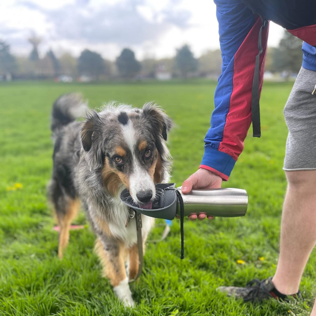 Messy Mutts Travel Water Bottle with Collapsible Bowl