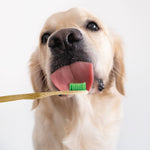 Organic Dental Solutions Bamboo Toothbrush for Dogs