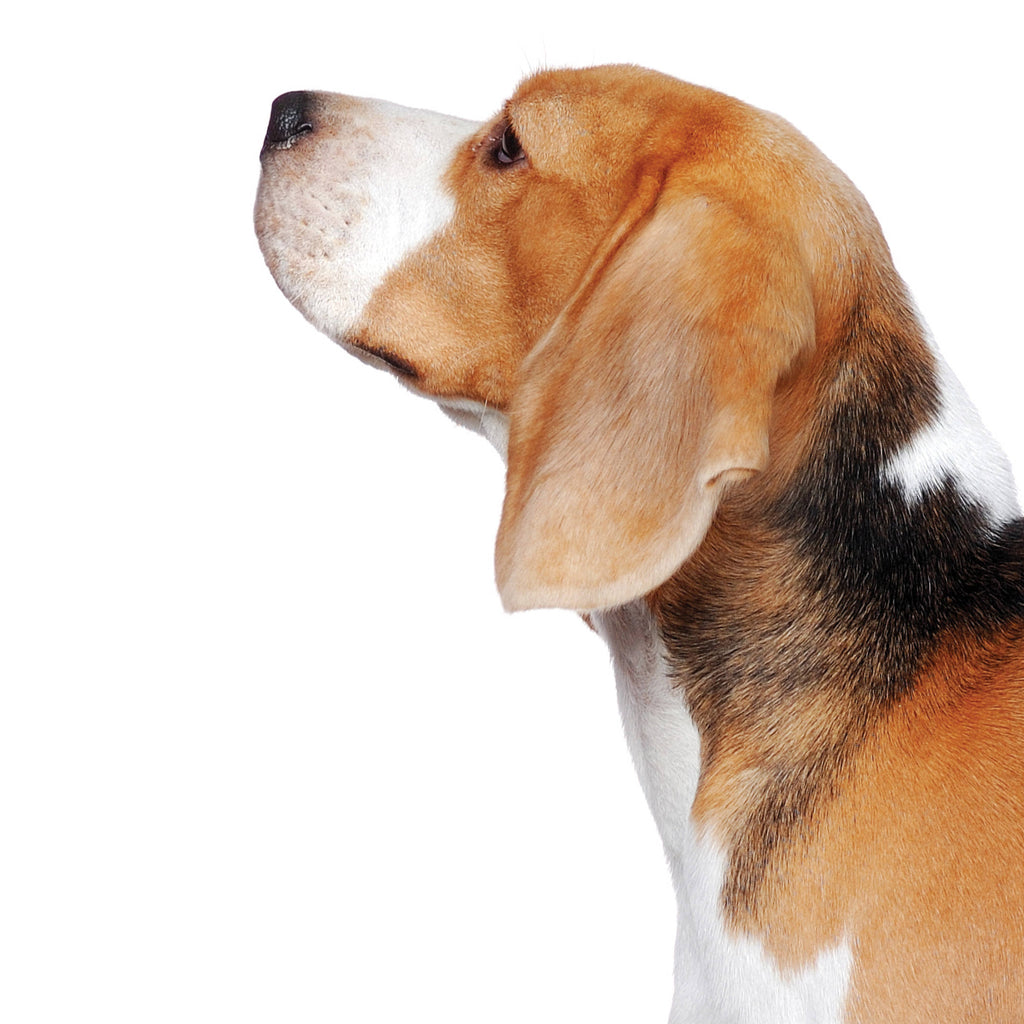 Waterless Foaming Dog Shampoo (Lavender)