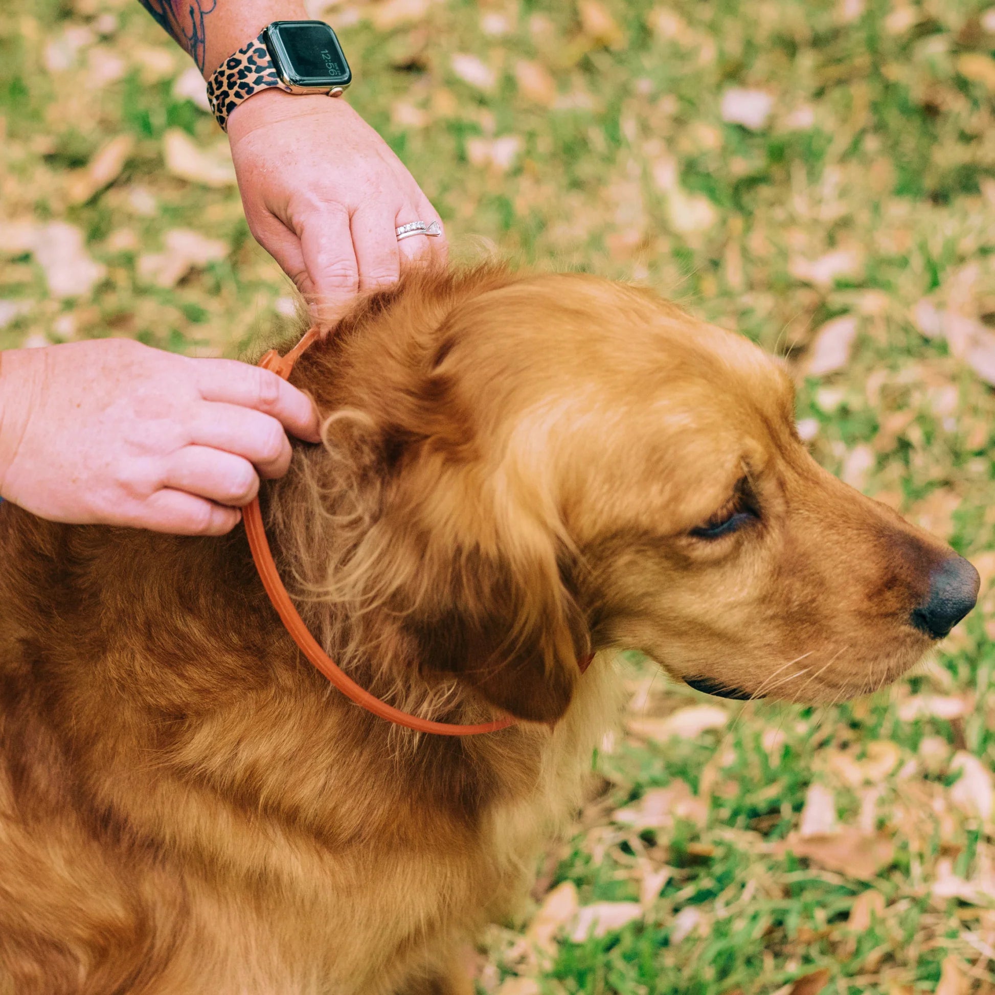 Wondercide Flea & Tick Collar for Dogs – Natural, Plant-Based Protection with Essential Oils