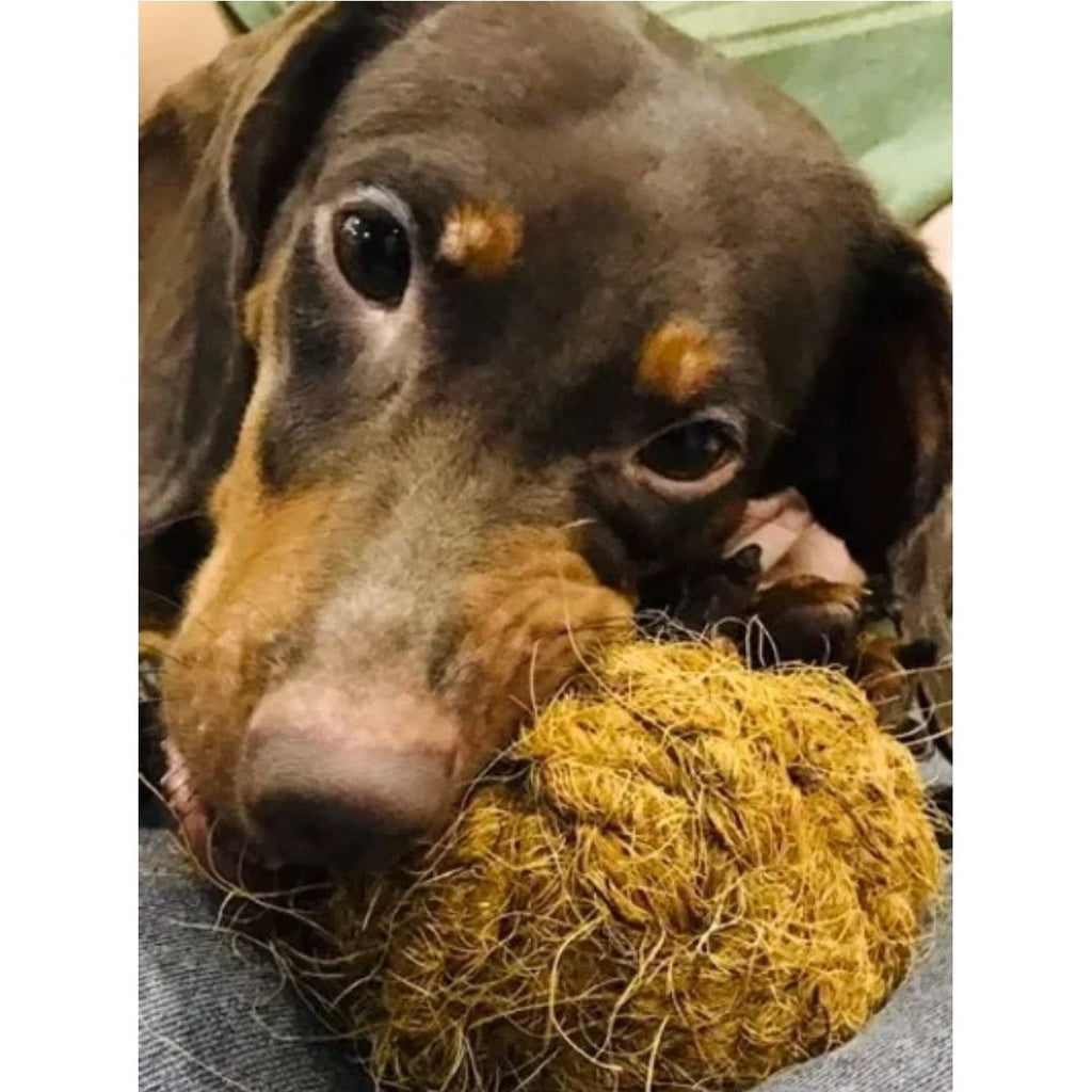 Nutties Coconut Husk Ball for Cats & Dogs