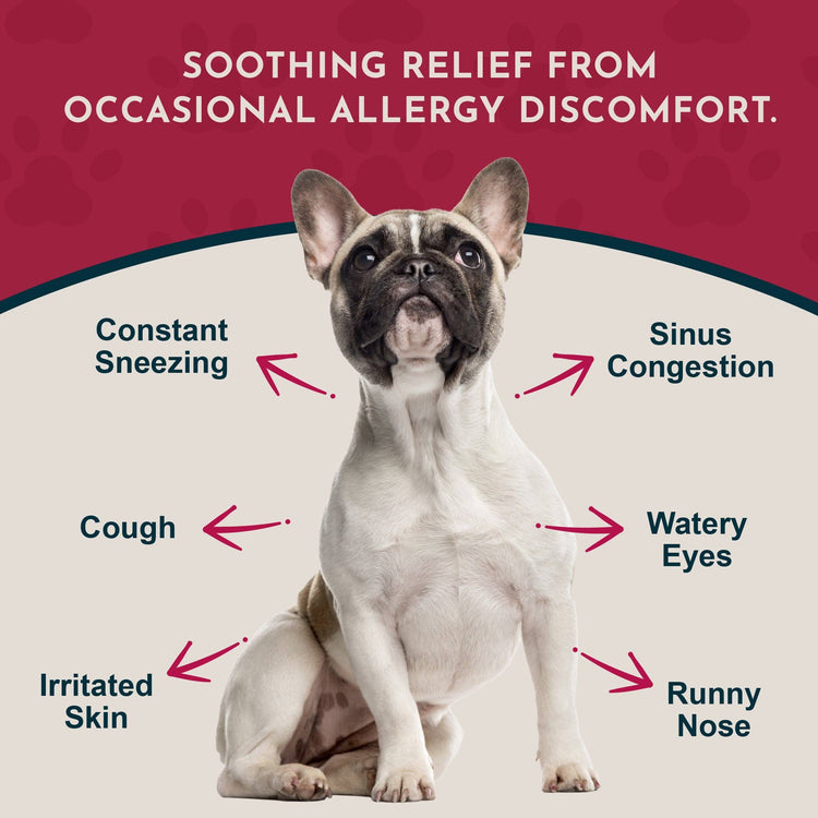 Seasonal Allergy Herbal Tonic | Maintains Normal Histamine Levels