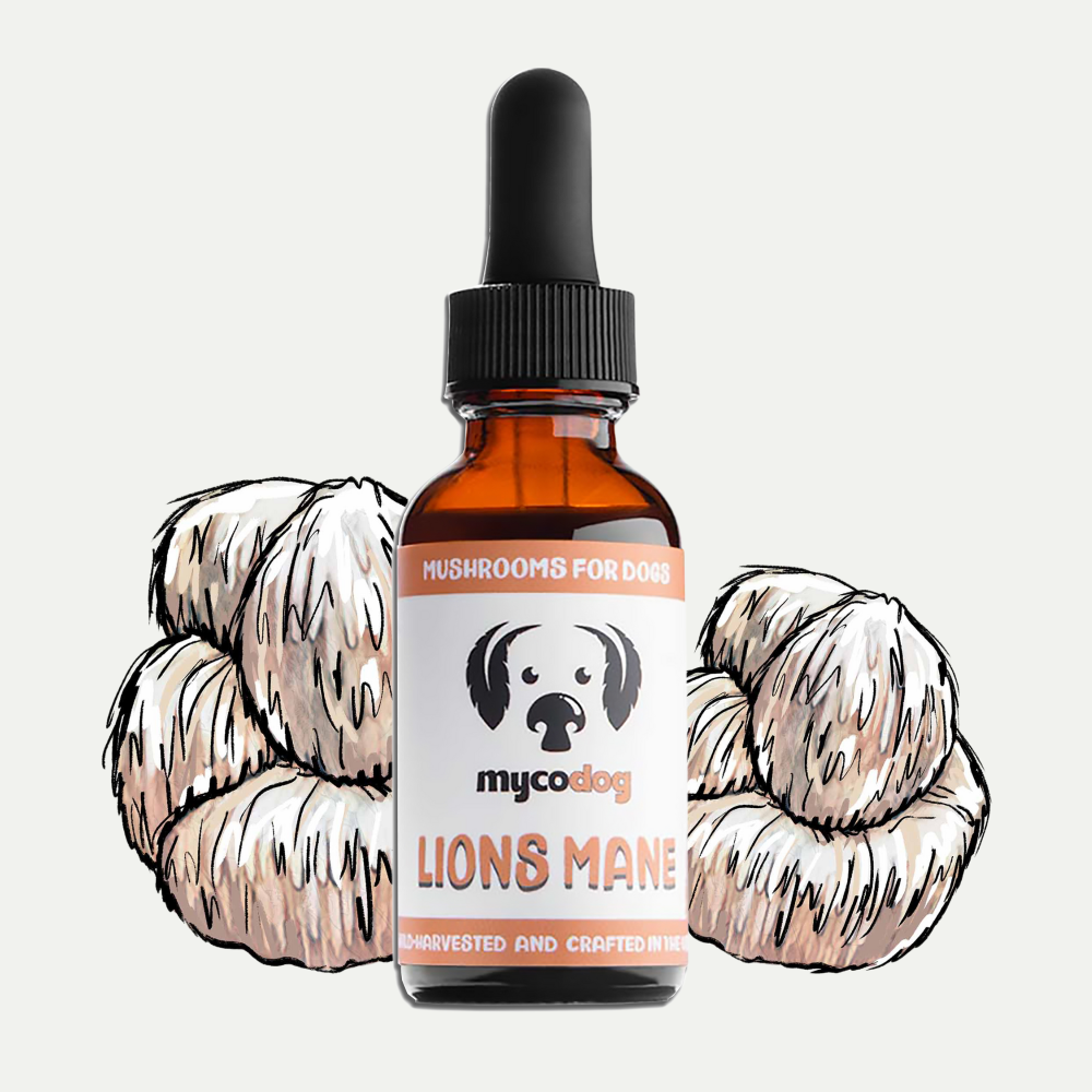 Lion’s Mane Mushroom Tincture for Dogs | Cognitive Support