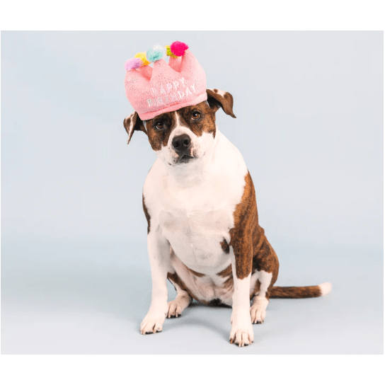 birthday crown dog toy
