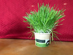 Mom’s Indoor Cat Grass Cup