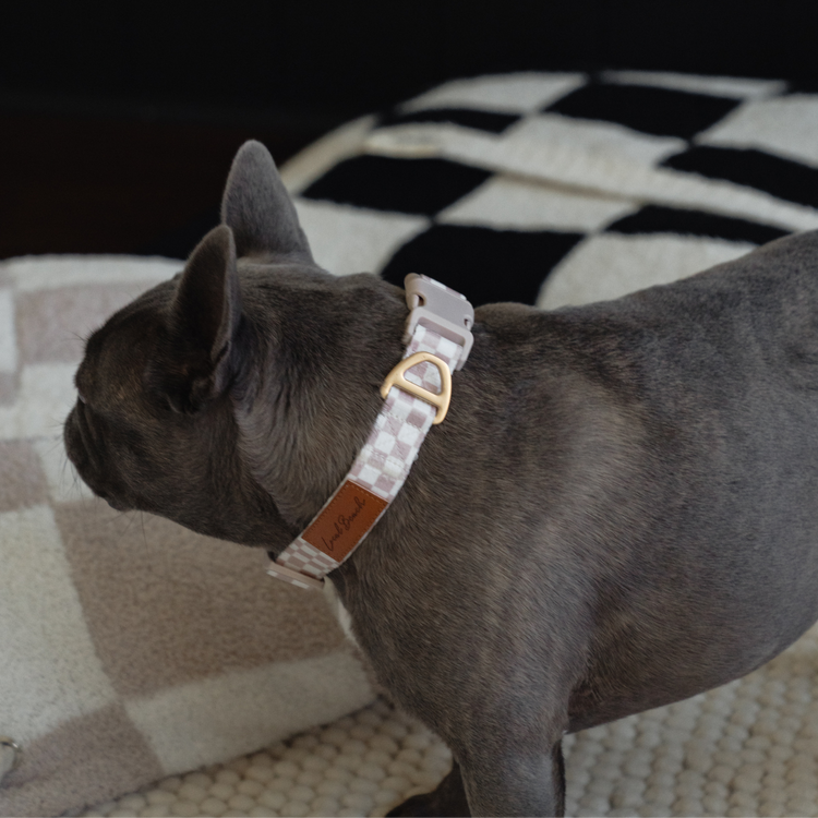Local Beach Checker Adjustable Dog Collar – Tan