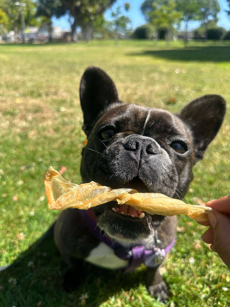 Fish Maw (Single Ingredient Chew)