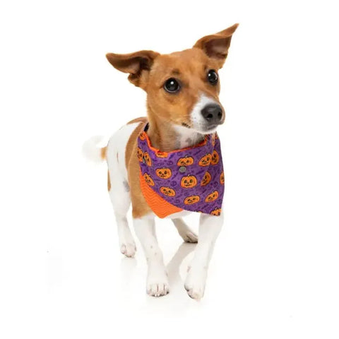 FuzzYard Jack O’Lantern Pet Bandana