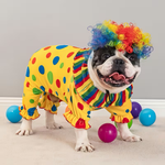 Colorful Clown Dog Costume with Rainbow Wig