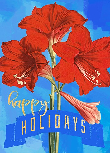 Calypso Cards Blue Amaryllis