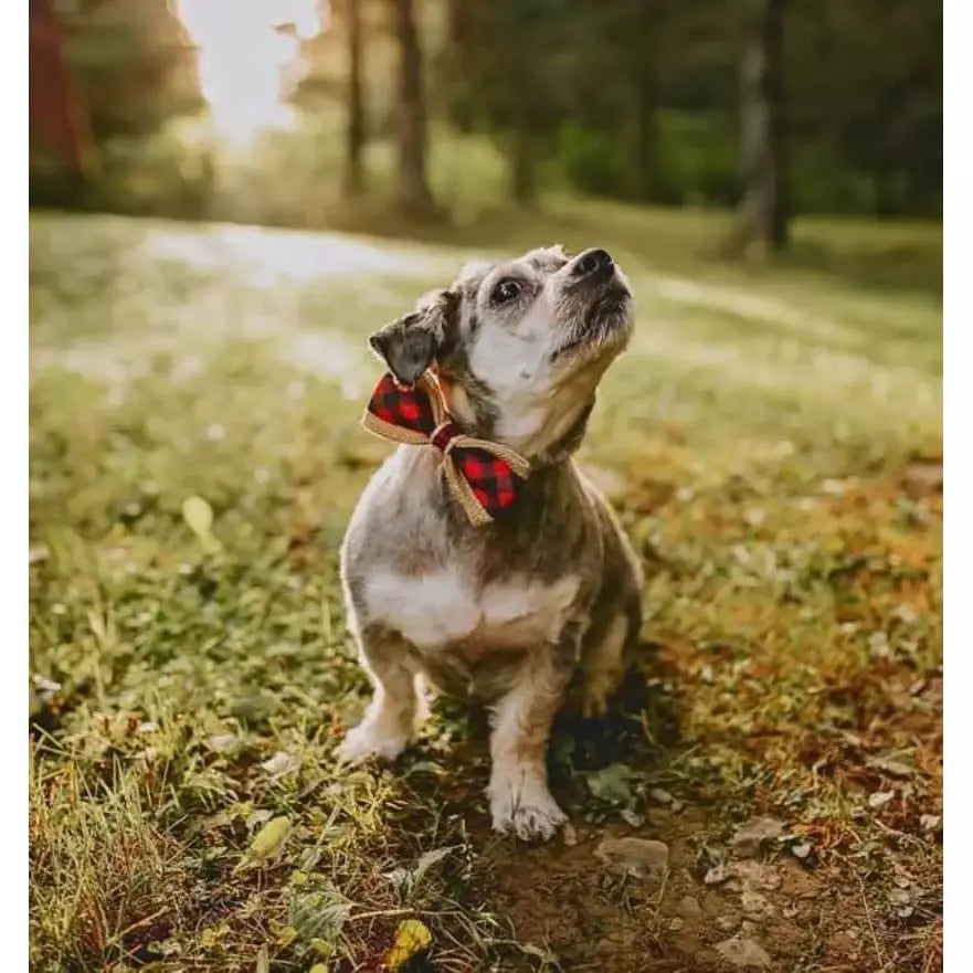 Bow Ties