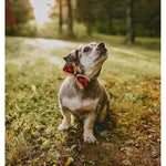 Bow Ties