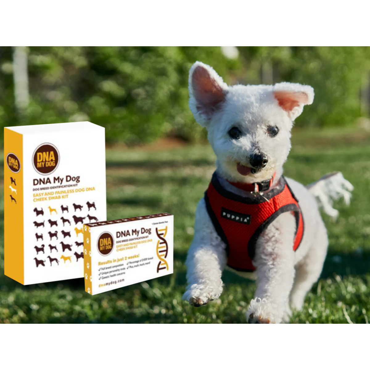 DNA My Dog Breed Identification Kit