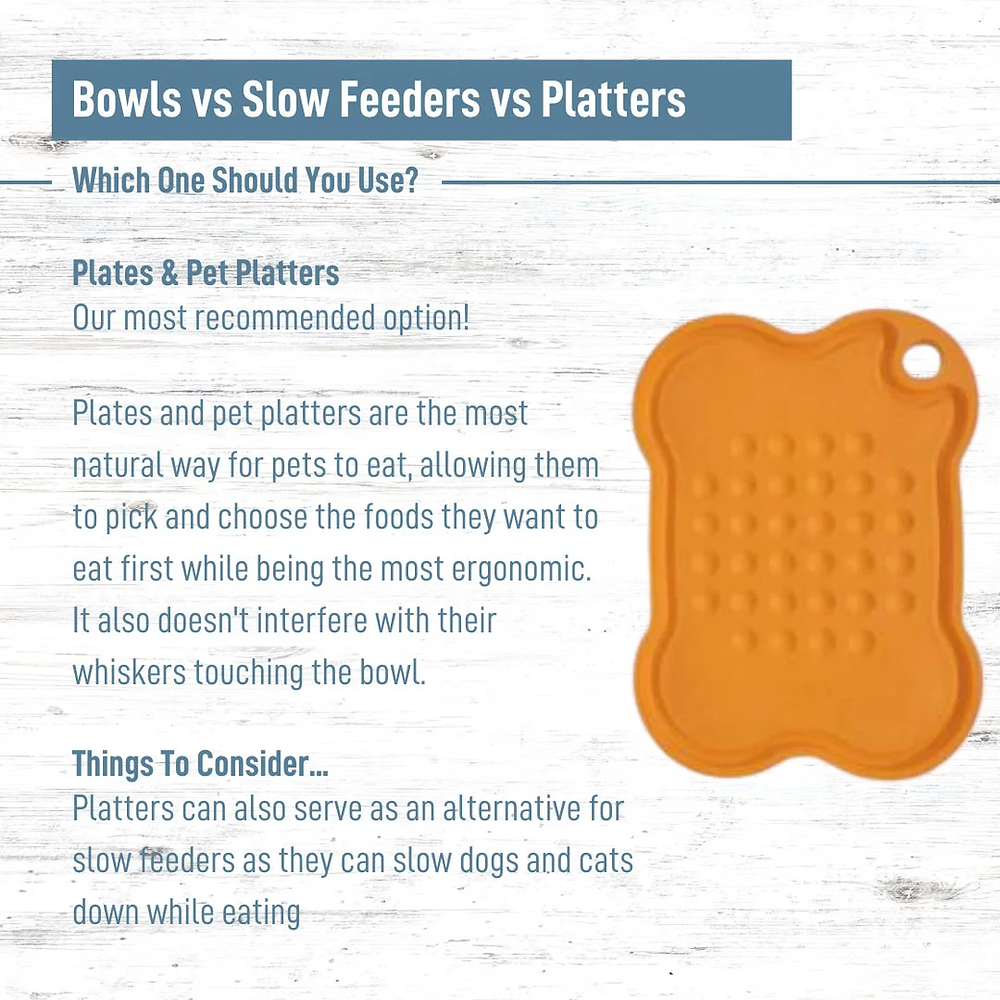 Bowls vs Slow Feeders vs Platters