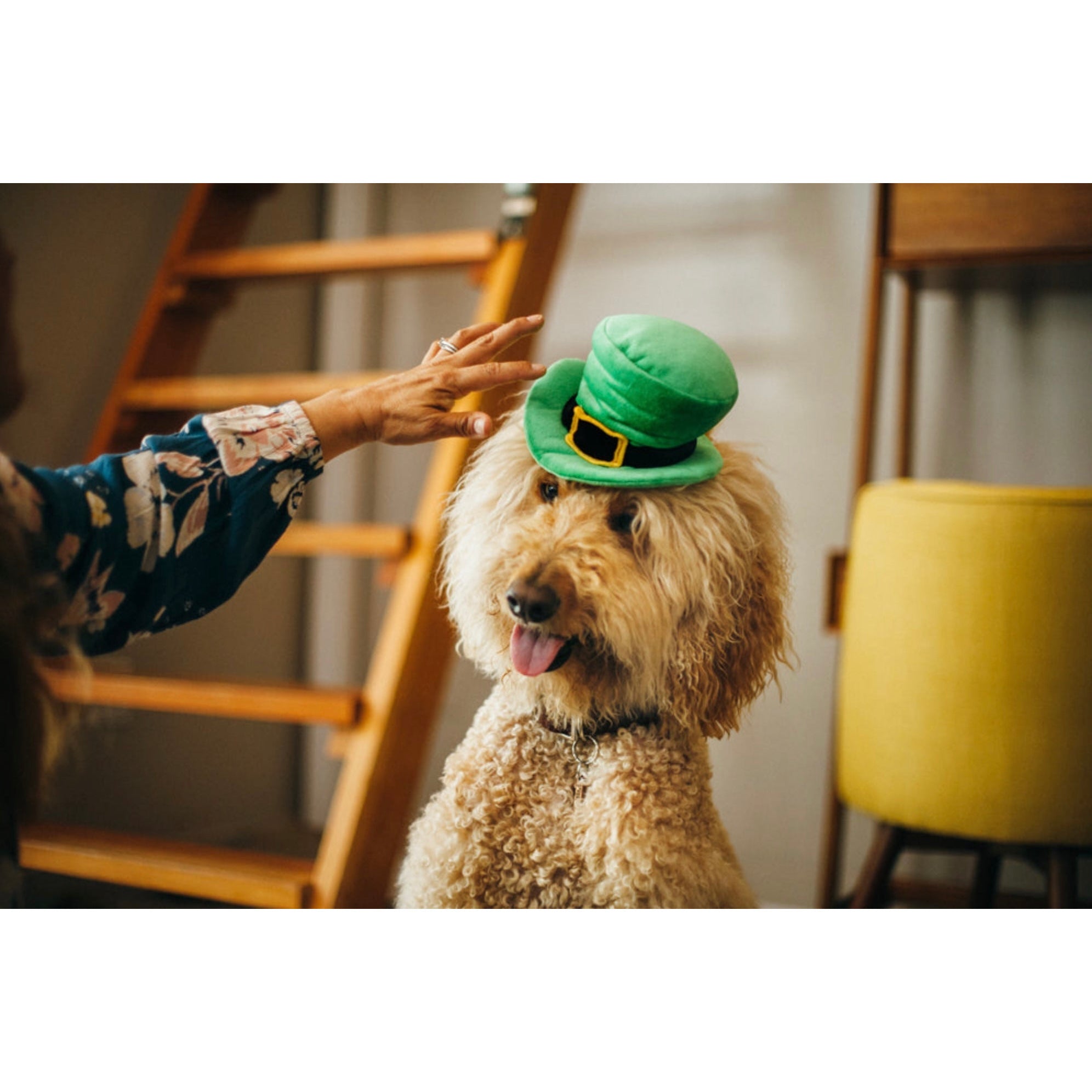 Mutt Hatter Collection