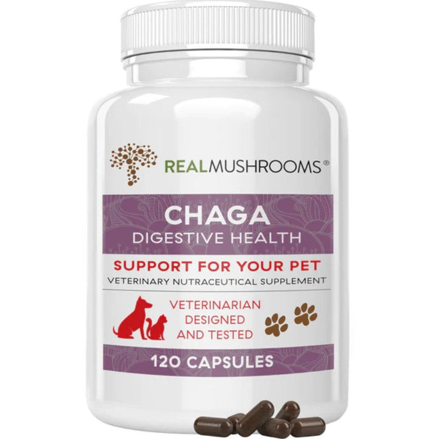 Chaga real mushrooms supplements